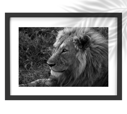 A VERY FINE MALE LION | NGORONGORO CRATER