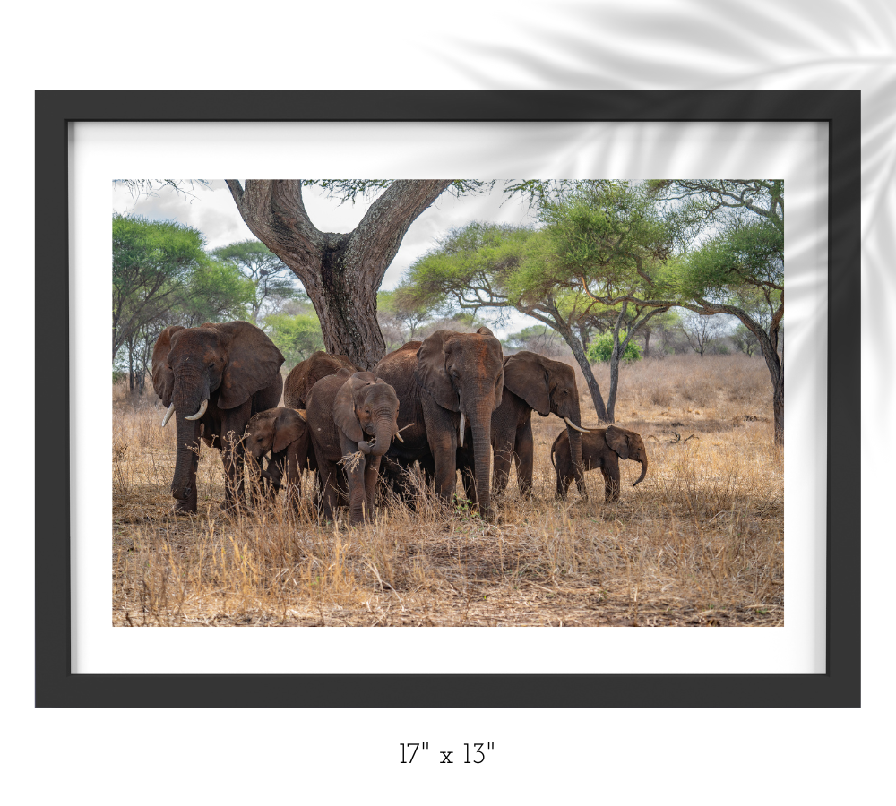 ELEPHANTS UNDER SHADE TREE