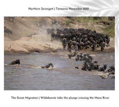 WILDEBEESTE | AFTER CROSSING THE MARA RIVER