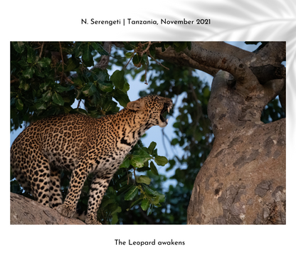 LEOPARD