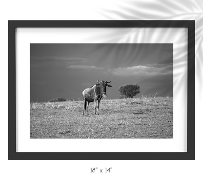 WILDEBEESTE | AFTER CROSSING THE MARA RIVER