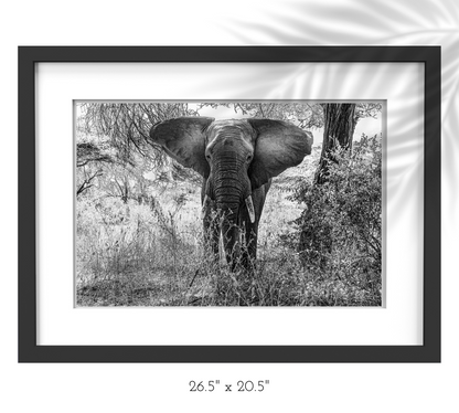 YOUNG BULL ELEPHANT | MANYARA NATIONAL PARK