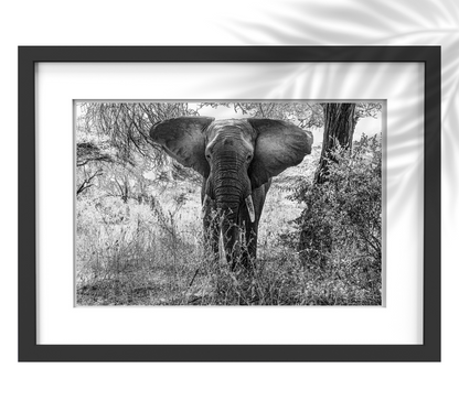 YOUNG BULL ELEPHANT | MANYARA NATIONAL PARK