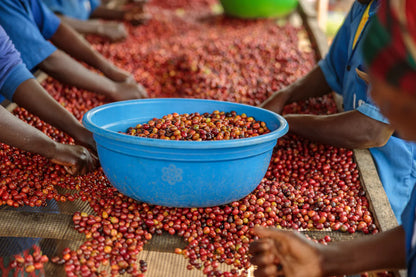 ETHIOPIA | Specialty Coffee