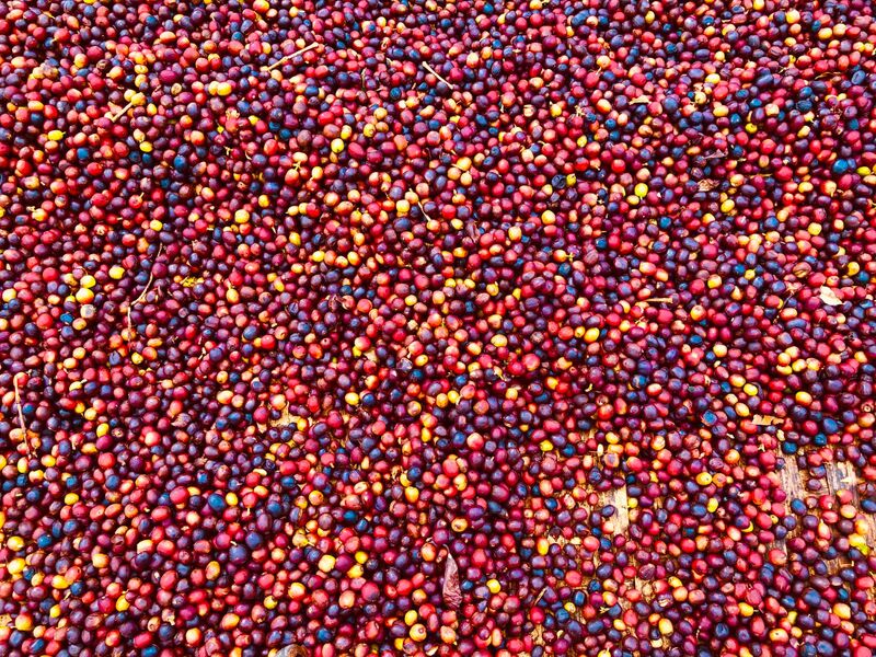 ETHIOPIA | Specialty Coffee