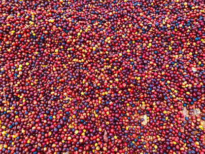 ETHIOPIA | Specialty Coffee