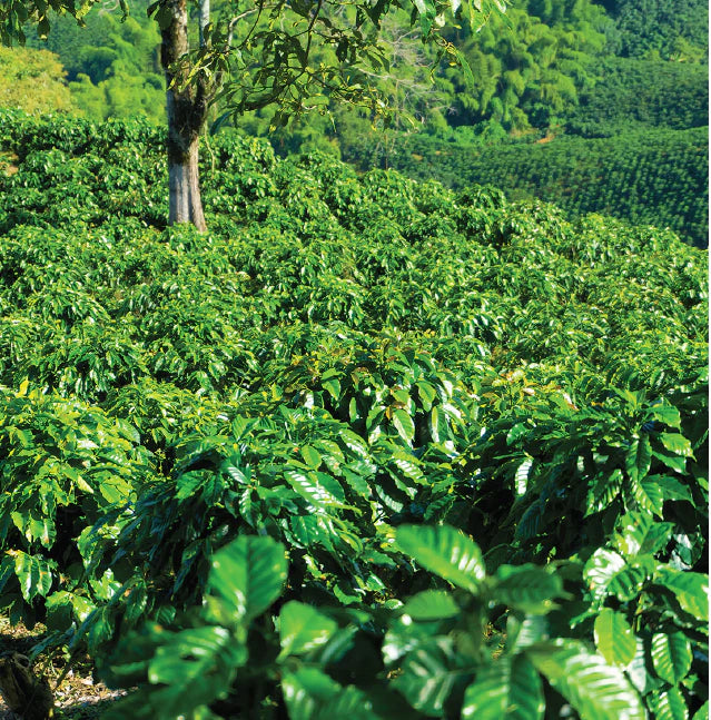 COLOMBIA | Specialty Coffee