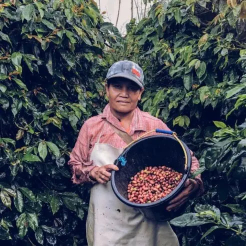 INDONESIA SUMATRA | Specialty Coffee