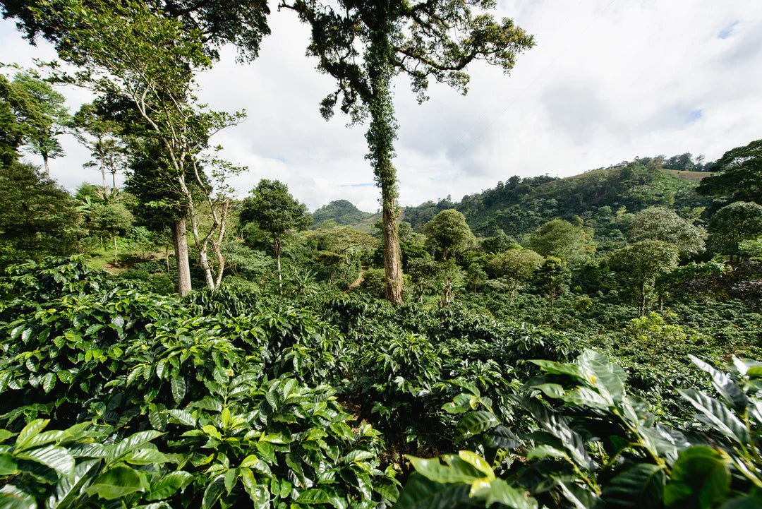 Fresh Roast Nicaragua Specialty Coffee | O Coffee Roasters