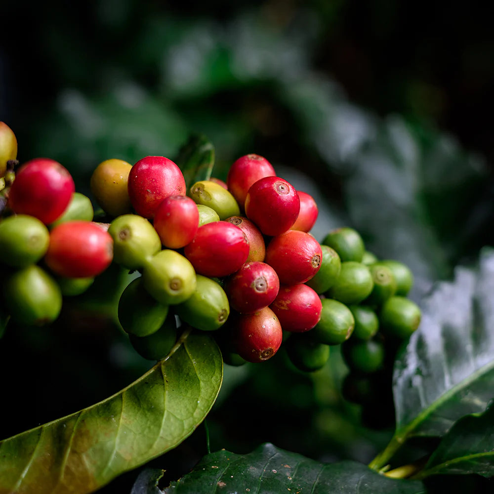 PAPUA | Specialty Coffee